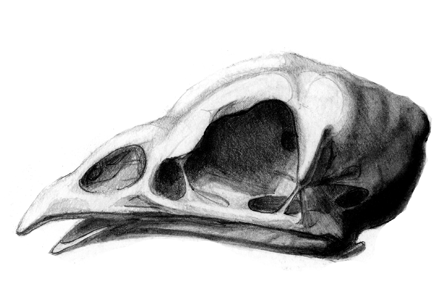 scientific illustration of a chicken skull