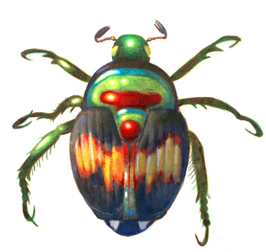 scientific illustration of a flavosellata beetle